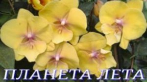 №1023/ МОРЕ свежих, ИНТЕРЕСНЫХ орхидей в ПЛАНЕТА ЛЕТА