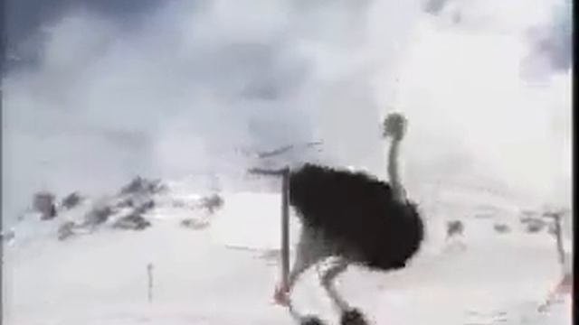 Страус на лыжах смотреть онлайн