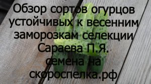 Обзор сортов огурцов селекции Сараева П.Я. устойчивых к весенним заморозкам семена на скороспелка.рф
