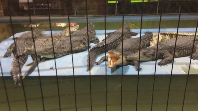 🐊 дил дил