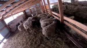 Ей стало плохо , а я ничем не могу помочь     Хутор в лесу №600