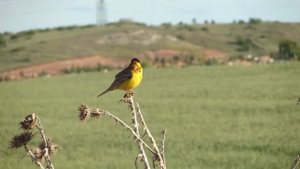 Черноголовая овсянка Emberiza melanocephala