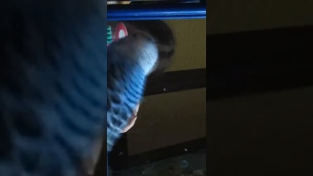 Говорящий попугай по имени Рома!!!!😍😍😍😍😍😍😍😘😘😘😍😘😍😘😍😘😍😘😍😘😍😘😘😘😍😍😍😍😘😘😍😘 смотреть онлайн