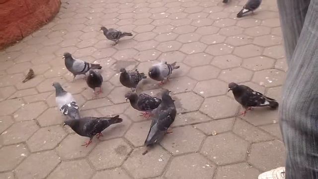 Андрей и смелые батоноеды ! смотреть онлайн