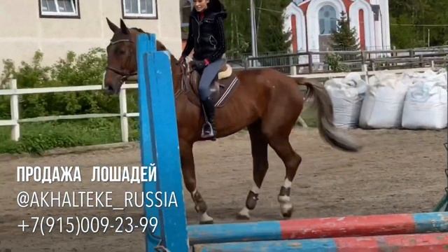 Игреневый мерин 2012г 170вх смотреть онлайн