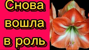ДЕРЕВЕНСКИЙ ДНЕВНИК. Снова играет на публику.