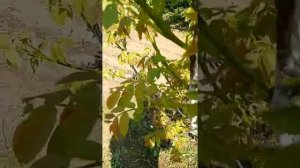 Орех Кочерженко