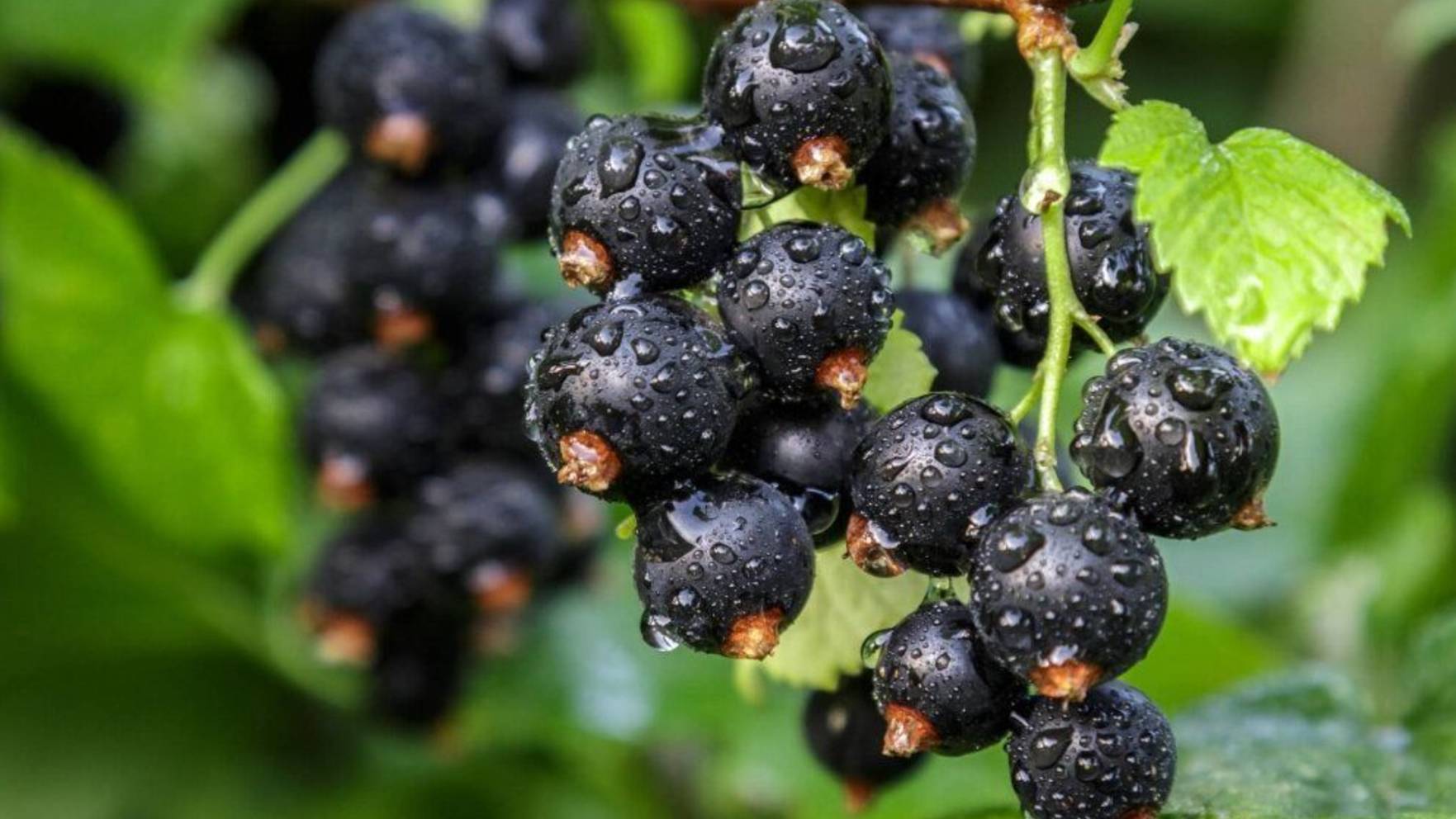 ЧЕРНАЯ СМОРОДИНА смотреть онлайн