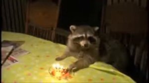 10 Funniest Raccoon Videos\10 самых забавных видео про енотов