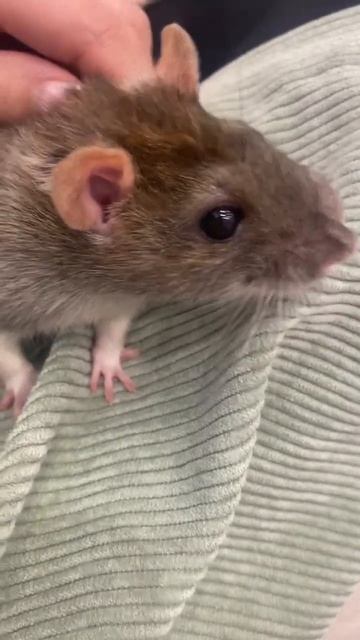 #джекрасселтерьер #jackrussellterrier #дети #крыса смотреть онлайн