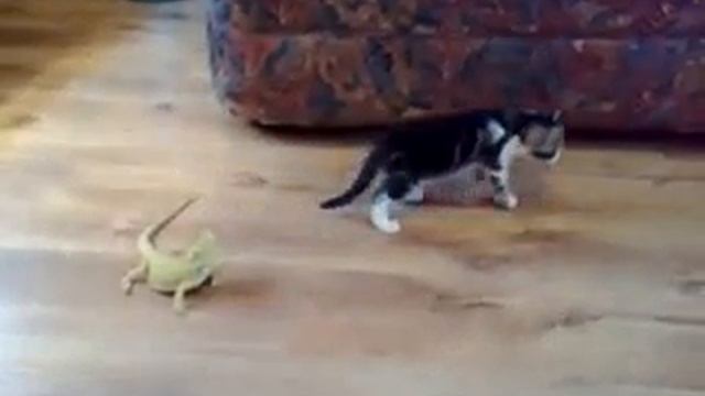 Кот сирун смотреть онлайн