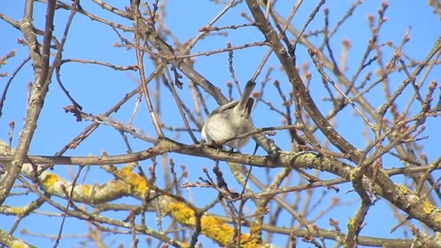 Буроголовая гаичка (пухляк) смотреть онлайн