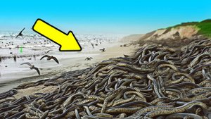 Как тысячи змей спасли целый остров. История из жизни.
