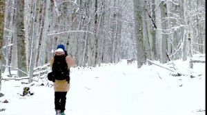 Лесные обитатели