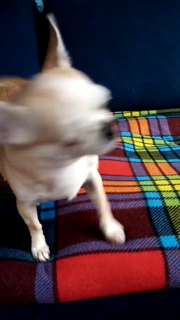 юмор#собаки #чихуахуа #друзья #chihuahua смотреть онлайн