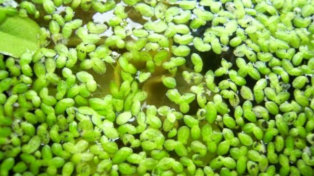 limnaea stagnalis en train de mangé une lentille d'eau смотреть онлайн