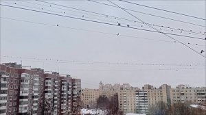 Стайка дроздов. Скоро весна!)))