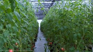 AGROTEK | TEKNIK BUDIDAYA TOMAT JEPANG ( MOMOTARO )