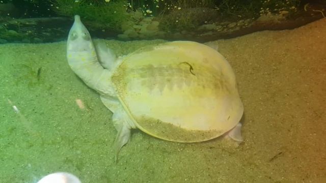 Clown Florida Softshell Turtle, Apalone ferox смотреть онлайн