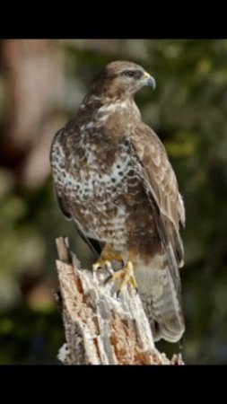 piano & birds #10 Buteo buteo