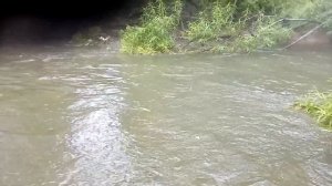 Хариус и ленок 6 - 7 июля  в Дальнереченском районе на горной рыбалке.