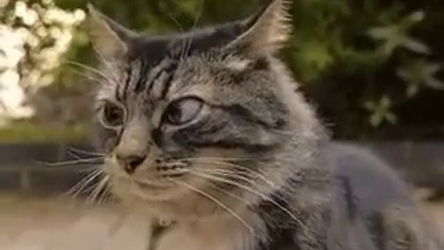 Котяра ржака смотреть онлайн