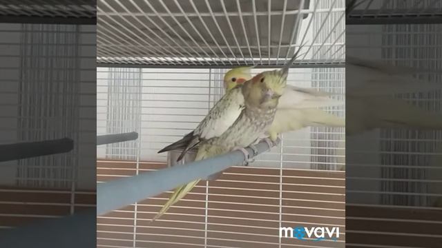 Для Лены смотреть онлайн