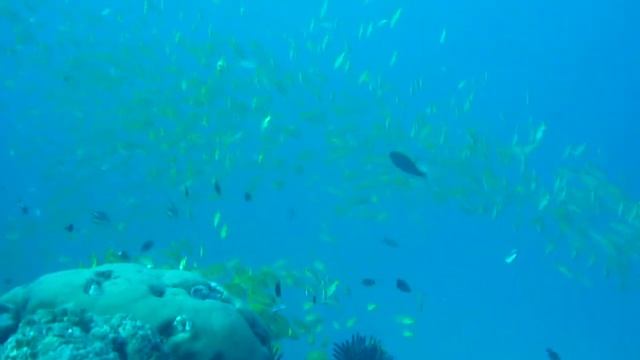 アカヒメジ Mulloidichthys vanicolensis смотреть онлайн