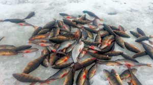 Окунь на мормышку на глухом озере