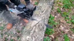 Бензопила ZimAni в деле // Легендарная ZimAni 365PRO // Копия Husqvarna 365