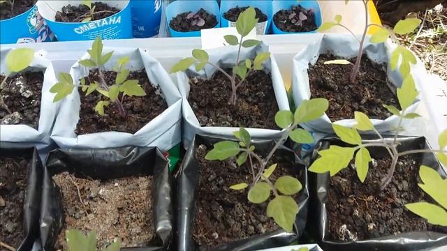 31.#Выращиваниеогурцоввоткрытомгрунте #Опорыдлятоматов #Огородныедела