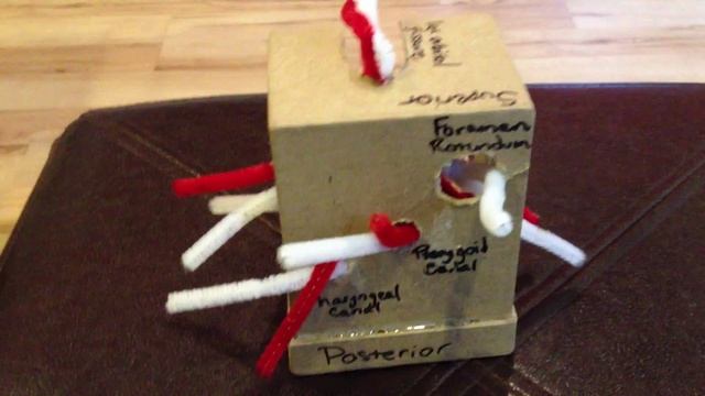 Pterygopalatine Fossa смотреть онлайн