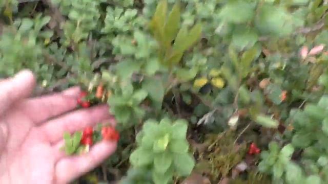 охота2017ягоды смотреть онлайн