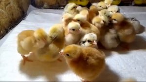 Первый вывод 2025-02-14