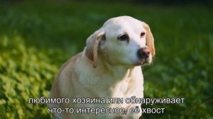 Удивительный язык тела: почему собаки виляют хвостом?