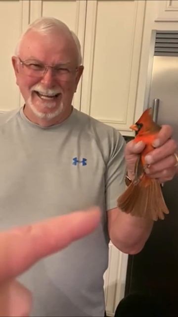 Bird Attack! смотреть онлайн