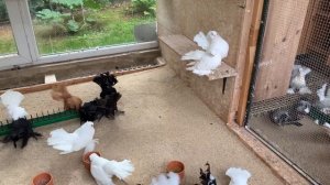 Статные голуби А. Майера, Германия.