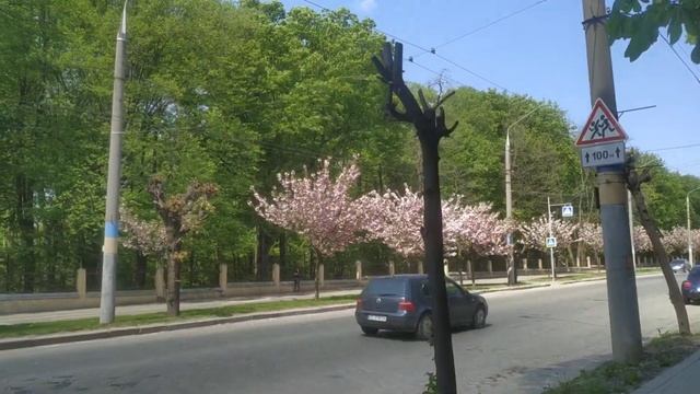 Улица Головна/Ленина. Аллея с прекрасными сакурами. смотреть онлайн