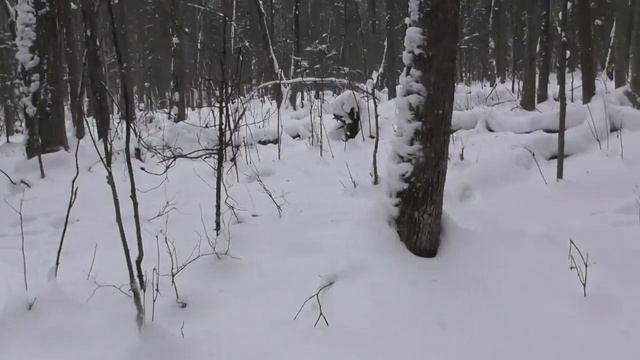 Проверка путика на куницу январь