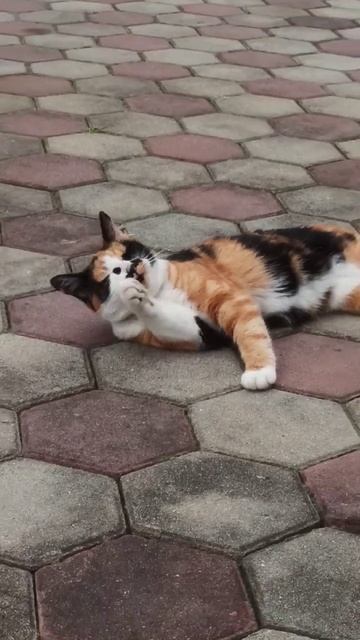 Маша умывается .Cat washes смотреть онлайн