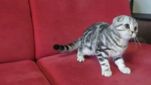 Шотландская вислоухая котенок