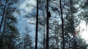 Медвежонок упал на собак, схватка.