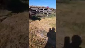 Медведь разодрал лошадь в Якутии