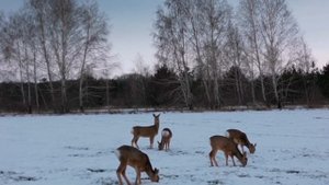 Как кормятся косули зимой