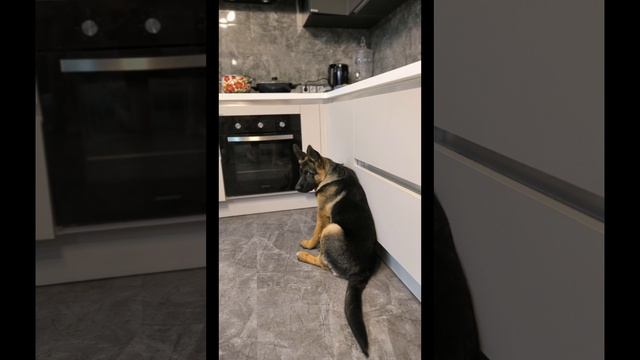 Самые красивые фото Мухтара смотреть онлайн