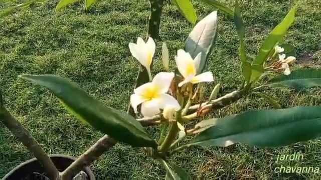 plumeria rubra blanca🌼 #planta #árbol #jardín