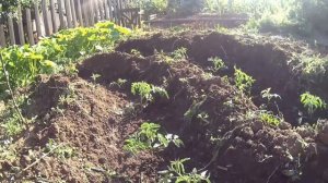 Помидоры🍅на моём приусадебном участке🏡, от посева Семечкой до сбора Урожая (мой опыт)