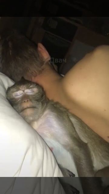 Мудрик & Тадеуш утро.😁 смотреть онлайн