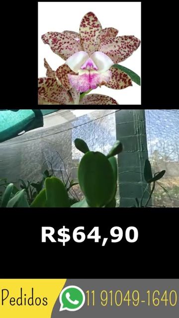CATTLEYA EM FLORAÇÃO HÍBRIDA PINTALGADA LILÁS ADULTA #SHORTS #QUEROMAISORQUIDEAS #ORQUIDEAS смотреть онлайн