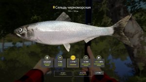 Русская рыбалка 4 - ТРОФЕЙ СЕЛЬДЬ ЧЕРНОМОРСКАЯ СЕВЕРСКИЙ ДОНЕЦ